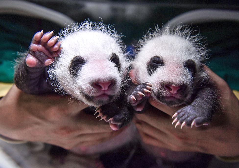 Two giant panda cubs at Wolong National Nature Reserve in Sichuan Province, China