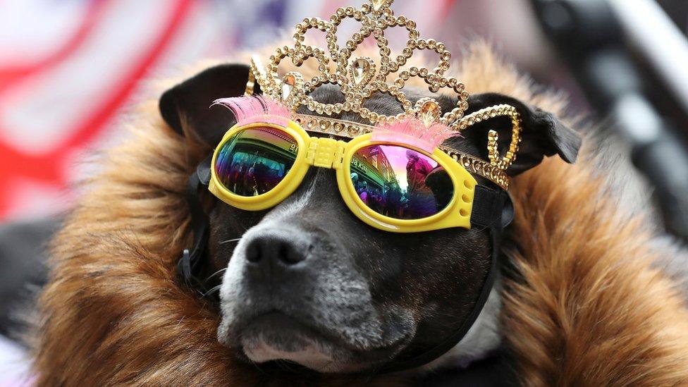 Dog wearing tiara