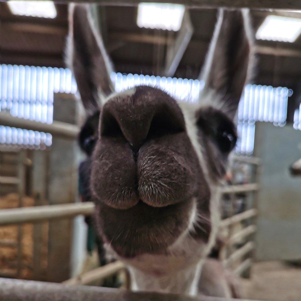 Fifi the 'Franklin llama' lives at a farm facility at the University of Reading