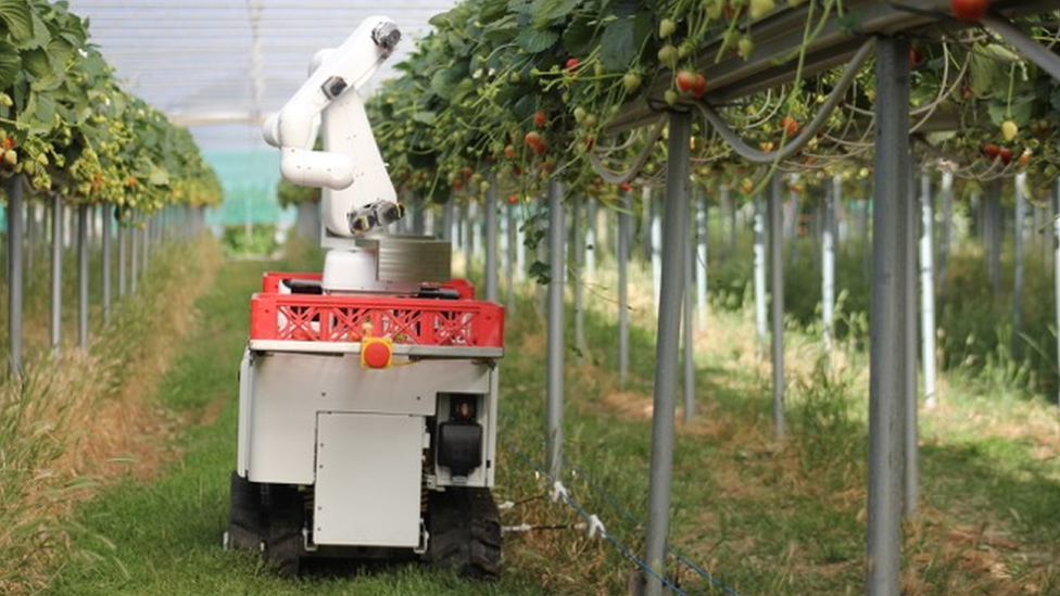 Dogtooth's strawberry picker