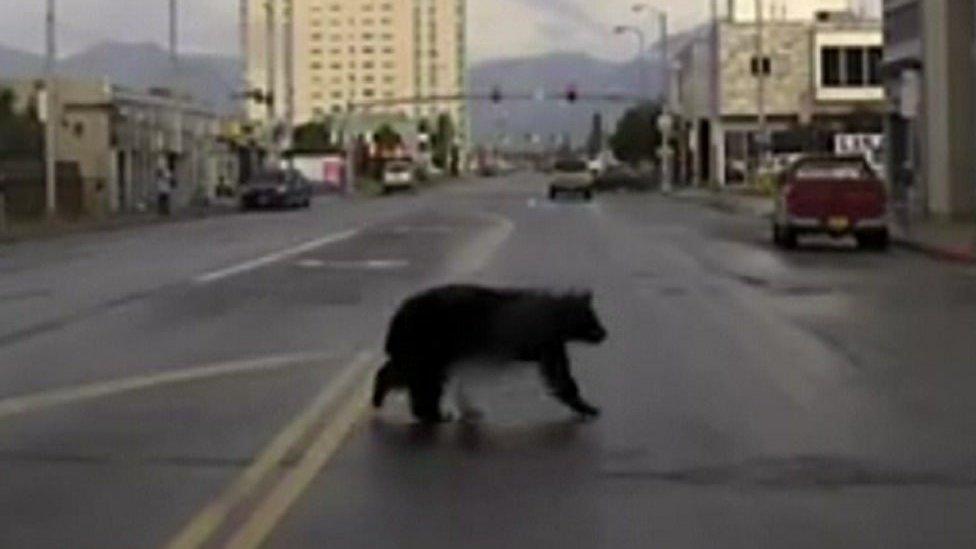 Bear on the run in US city