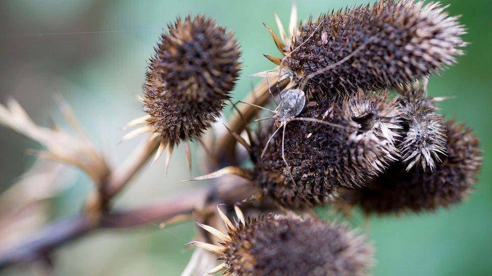 Harvestman on seedheads on research beds at Wisley Garden