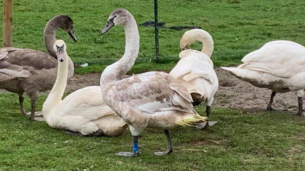 Swans at Loscoe Dam