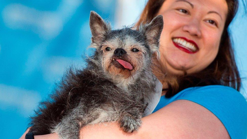 Miriam Tcheng holds her Brussel Griffon Pug called Moe