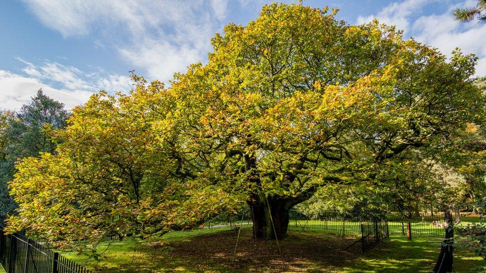 Allerton Oak tree in Calderstone park