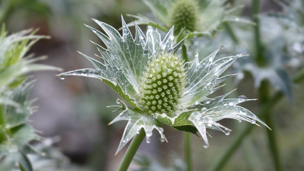 Eryngium giganteum, otherwise known as Miss Willmott’s Ghost