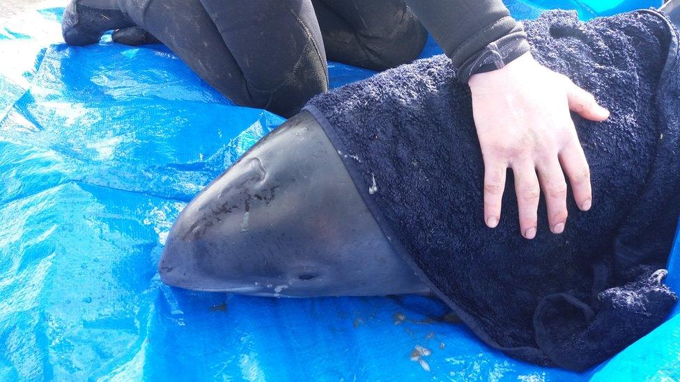 Stranded porpoise