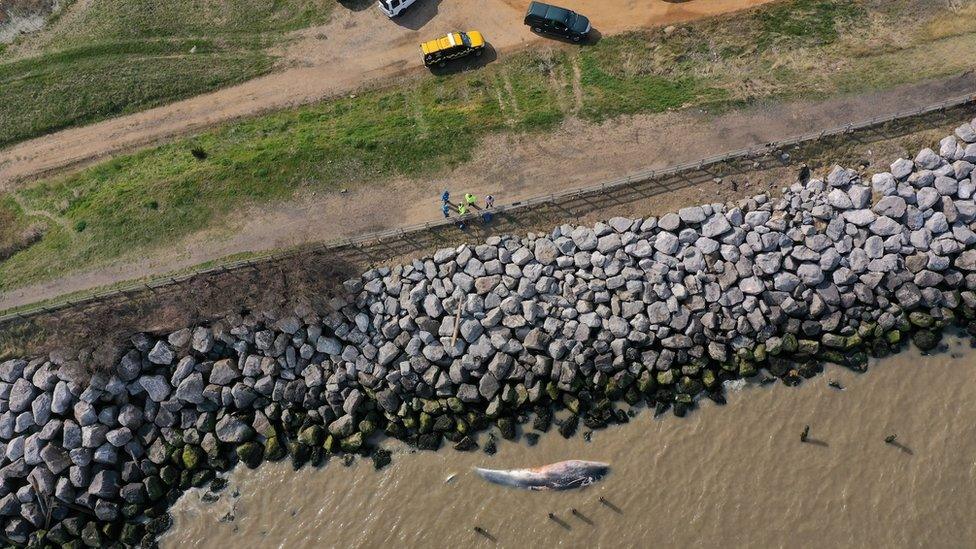 Dead juvenile fin whale