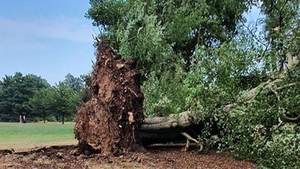 Fallen tree