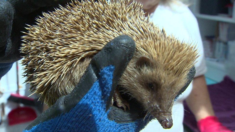 A hedgehog being cared for by Prickles in a Pickle