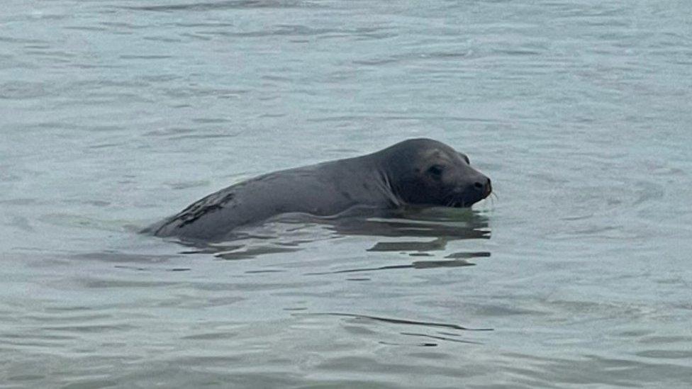 Released seal pup