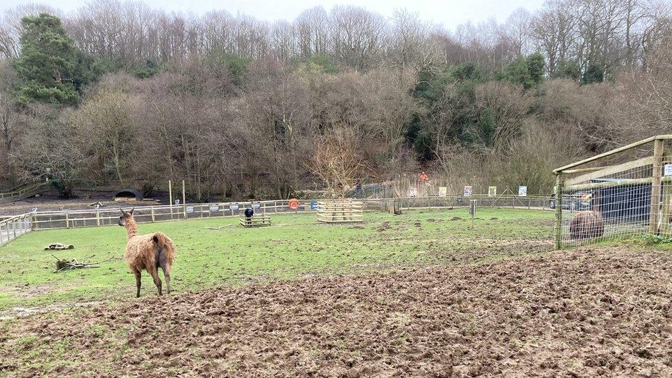 Woodland and capybara enclosure at Jimmy's Farm, Wherstead