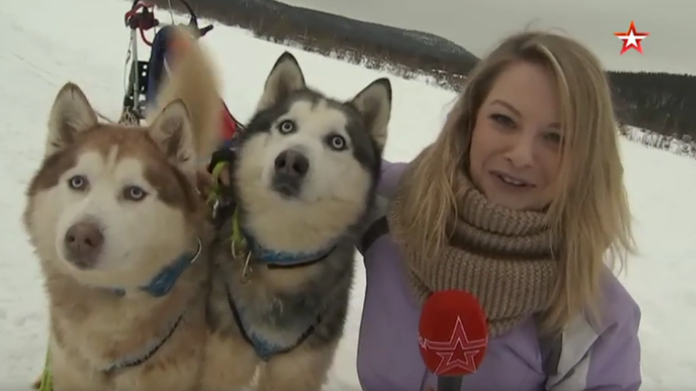 Husky dogs on military training, Russia, 2019