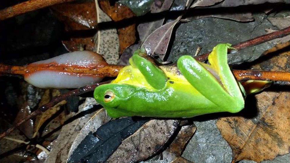 Red triangle slug next to frog on branch