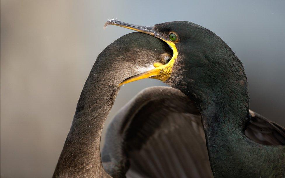 A bird puts its head down the throat of its mother to feed