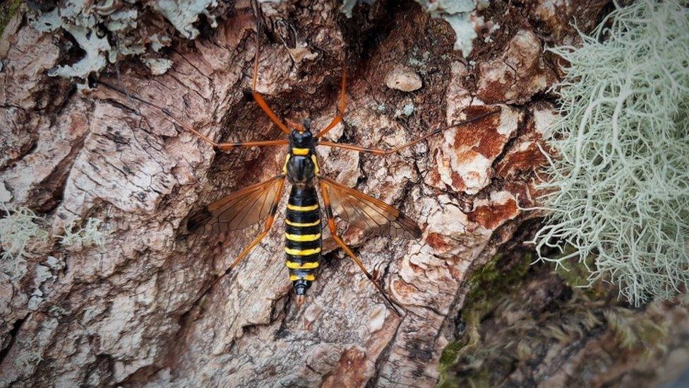 Wasp banded comb horn (Ctenophora flaveolata)