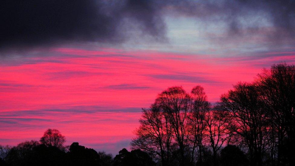 Pink sunrise behind some trees with grey cloud above