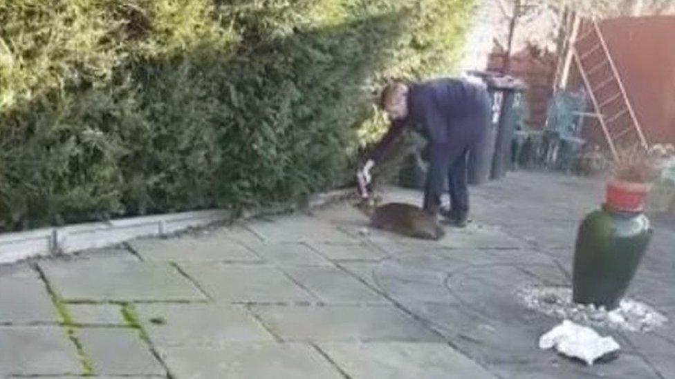 RSPCA officer and deer