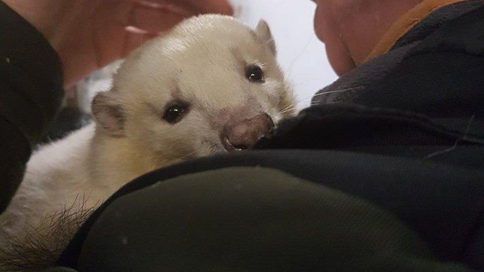 Leucistic skunk