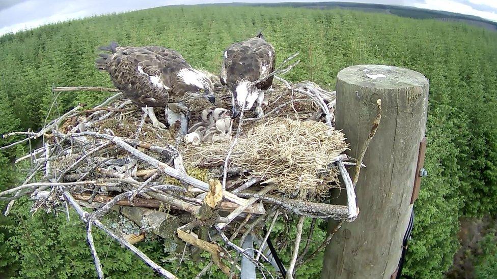 Four chicks on Nest 1A