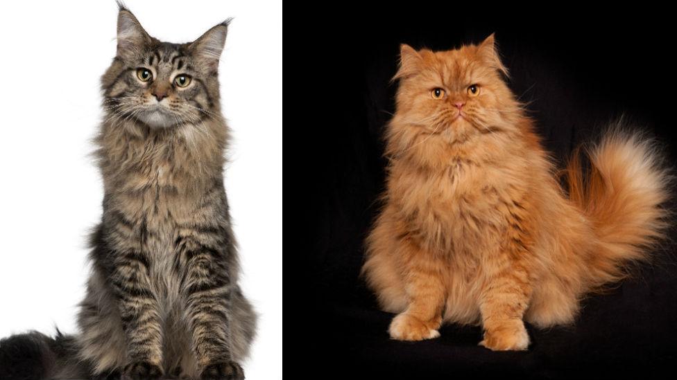 Maine Coon and Red Persian