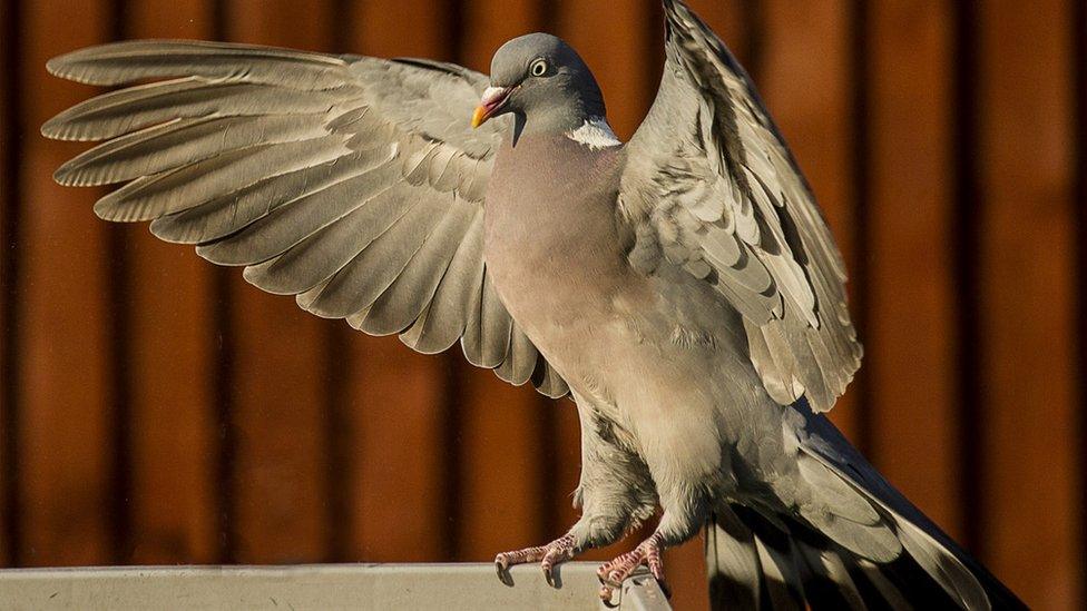 A pigeon standing with it's wings wide open