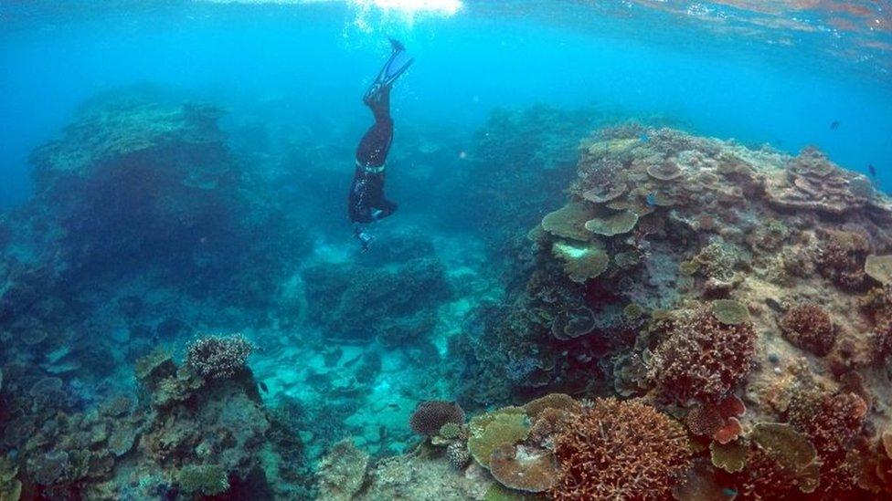 A diver on the Great Barrier Reef