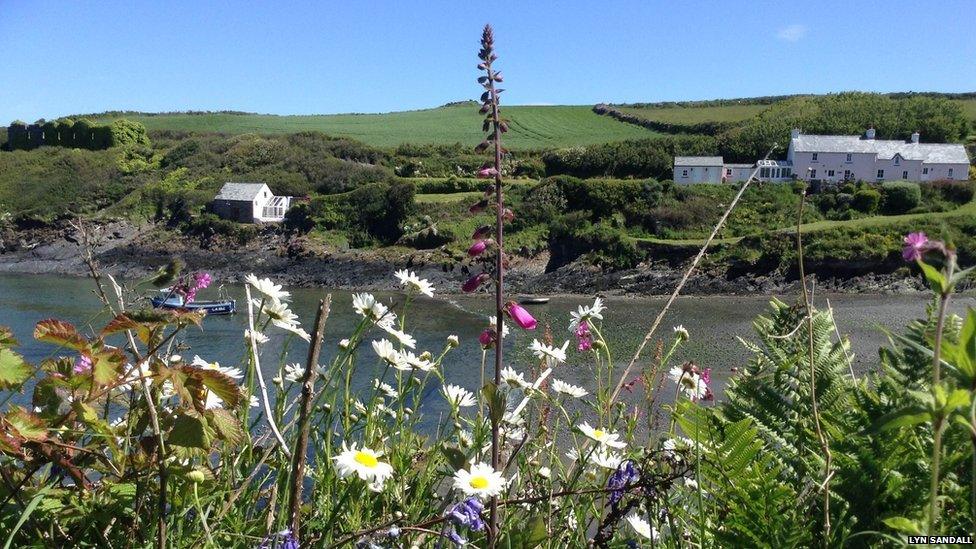 Wild flowers on the Pembrokeshire Coastal Path