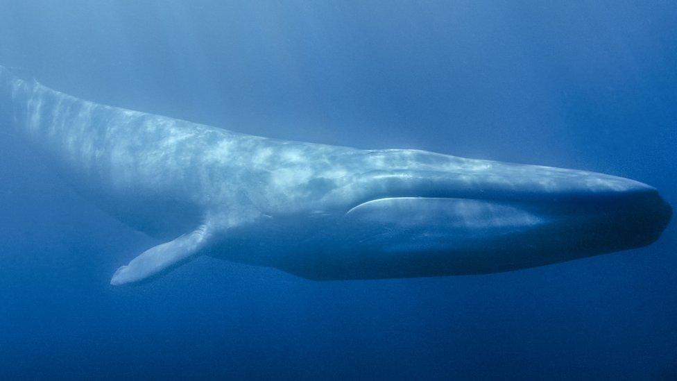 Blue whale