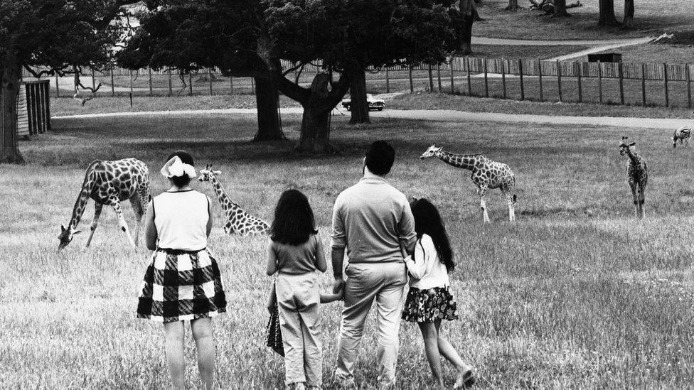 People looking at giraffes