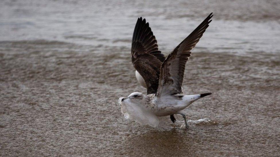 A seagull picks a plastic bag on the seashore at Caleta Portales beach in Valparaiso, Chile on July 17, 2018.