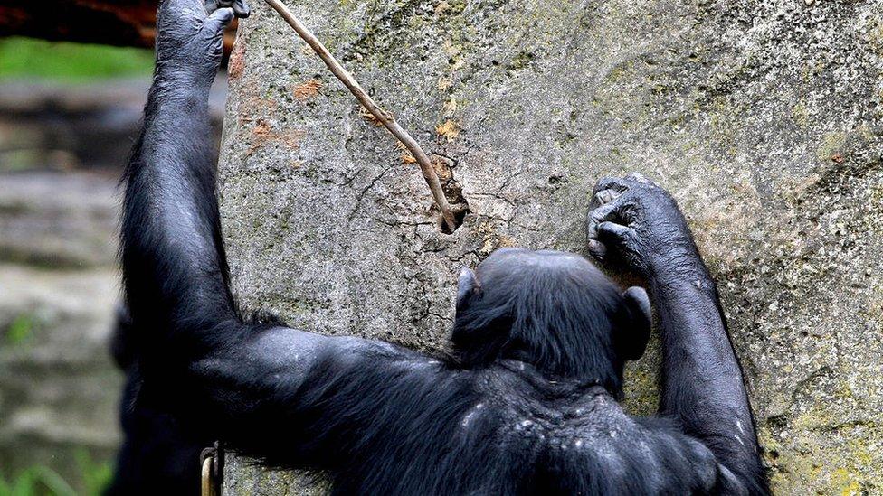 Chimpanzee poking a hole in an artificial termites nest