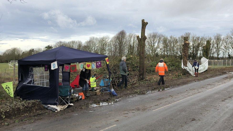 Pruned trees on Ixworth Road