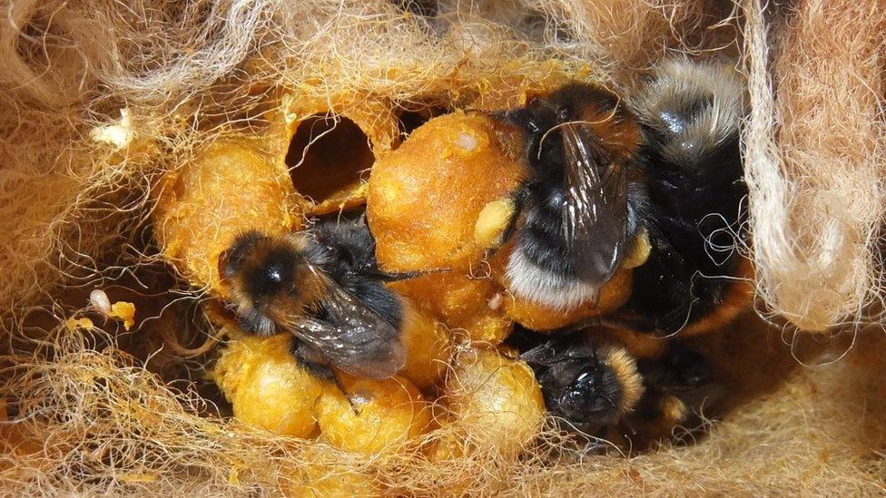 Inside a bee's nest