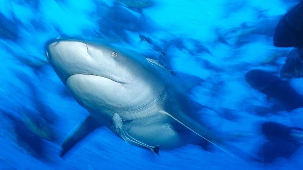 Bull shark