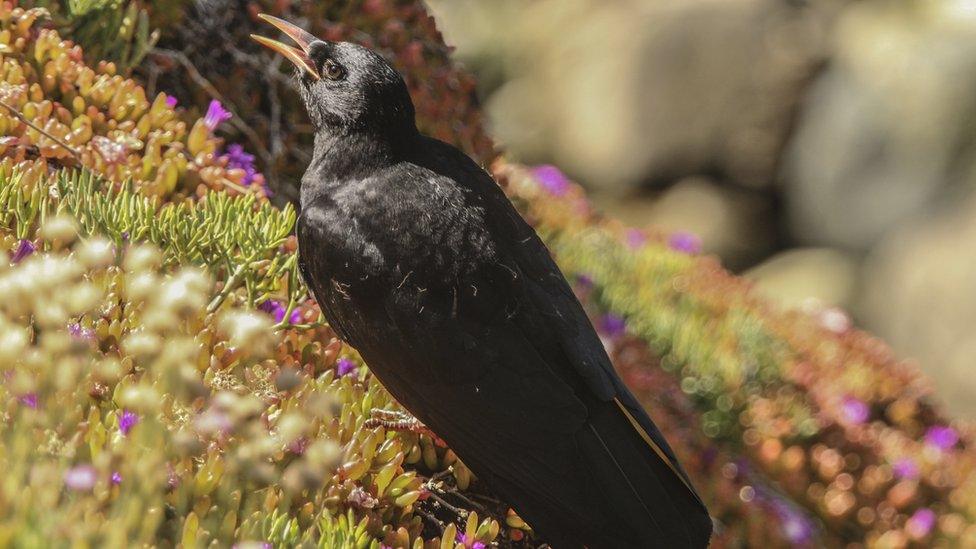 A chough in Cornwall