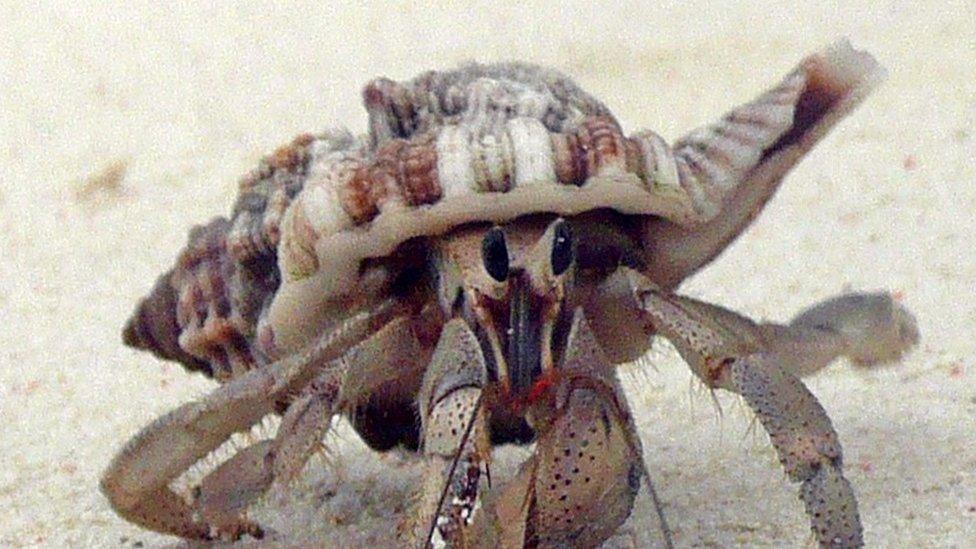 Hermit crab