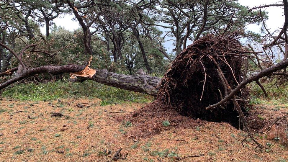 Uprooted tree