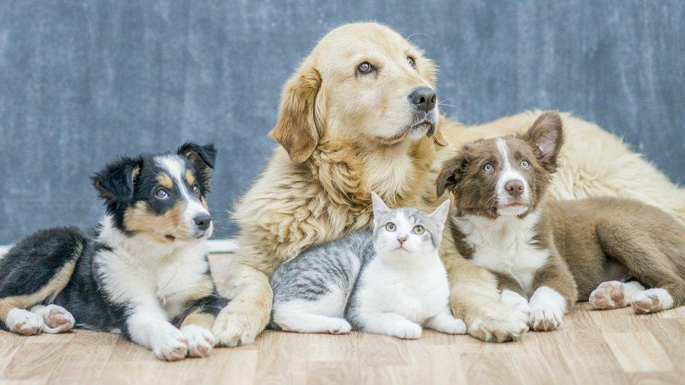 Three-dogs-and-a-cat.