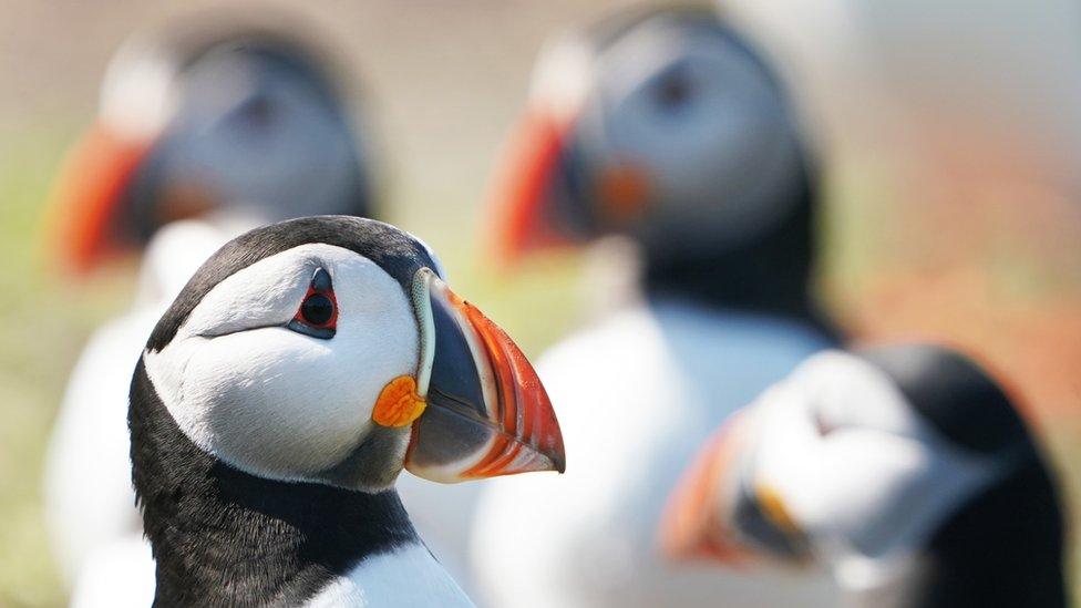 Puffins on the Farne Islands