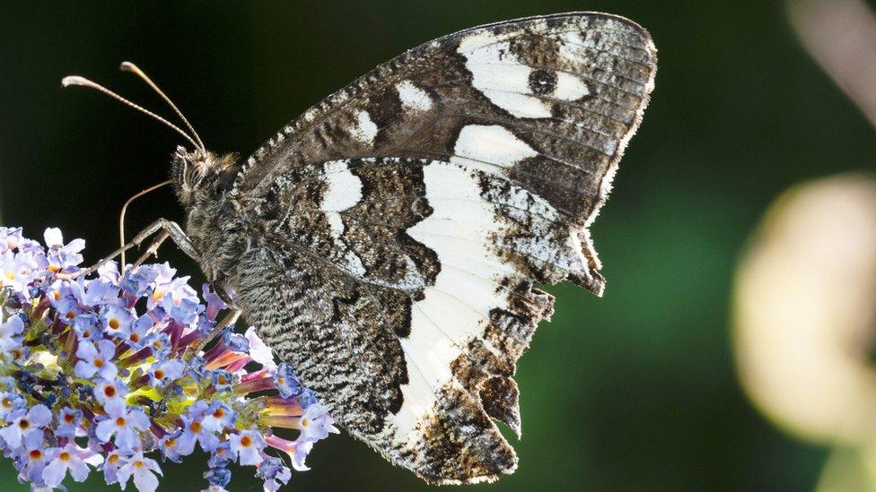 the grayling butterfly