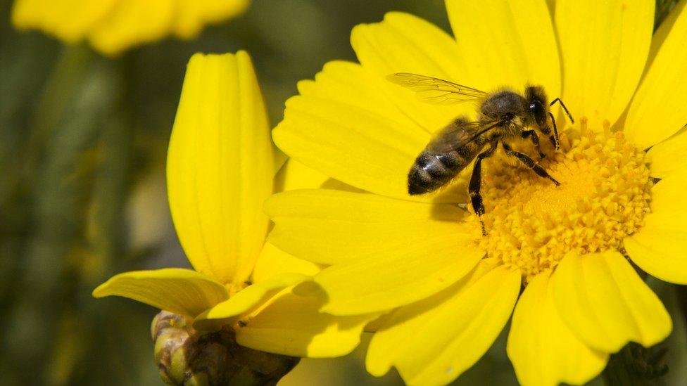 Wild-flowers-will-be-planted-to-encourage-bees-in-London