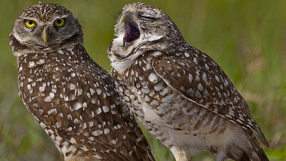 Two owls stand with grass in the background, one is looking at the camera with piercing yellow eyes. The other owl appears to be yawning.