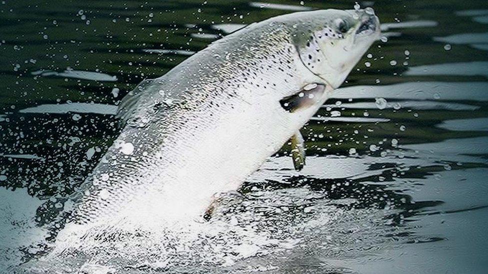 Scottish salmon