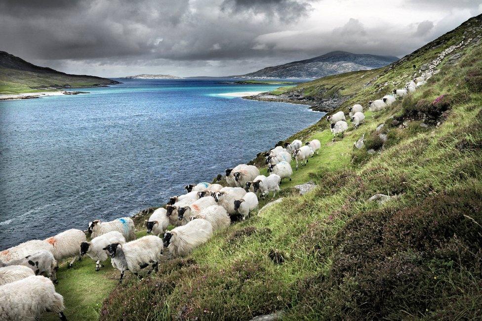 Sheep at Hushinish, Isle of Harris