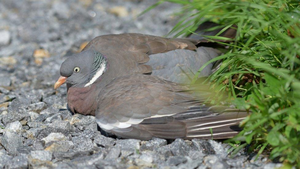 Injured common wood pigeon lying on the gravel road - stock photo