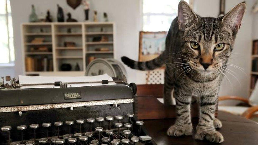 A six-toed cat descended from a tomcat named Snow White that the acclaimed American author Ernest Hemingway adopted while he lived at the property in Key West, Florida, in the 1930s