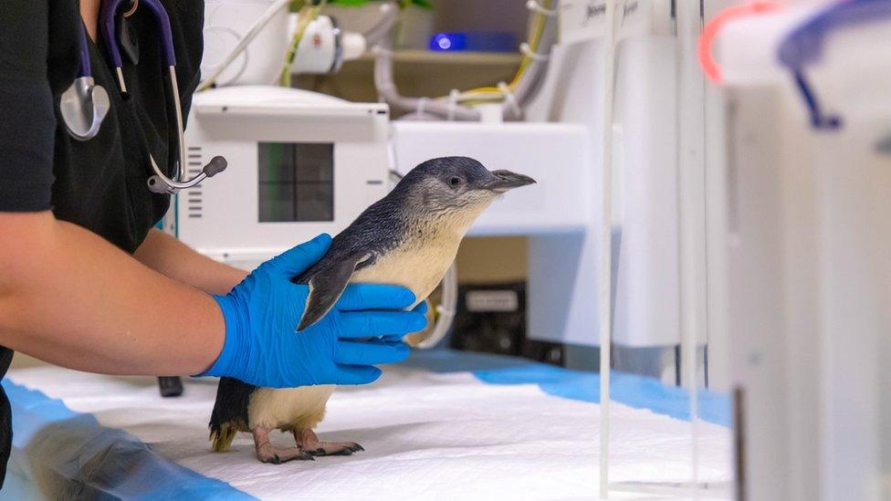 Chaka the fairy penguin