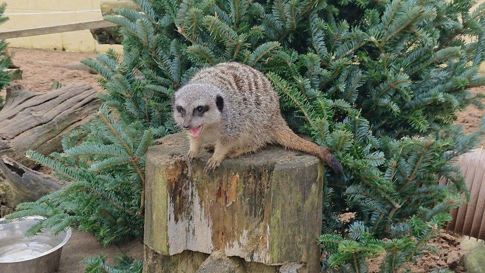 Meerkat at the owl sanctuary