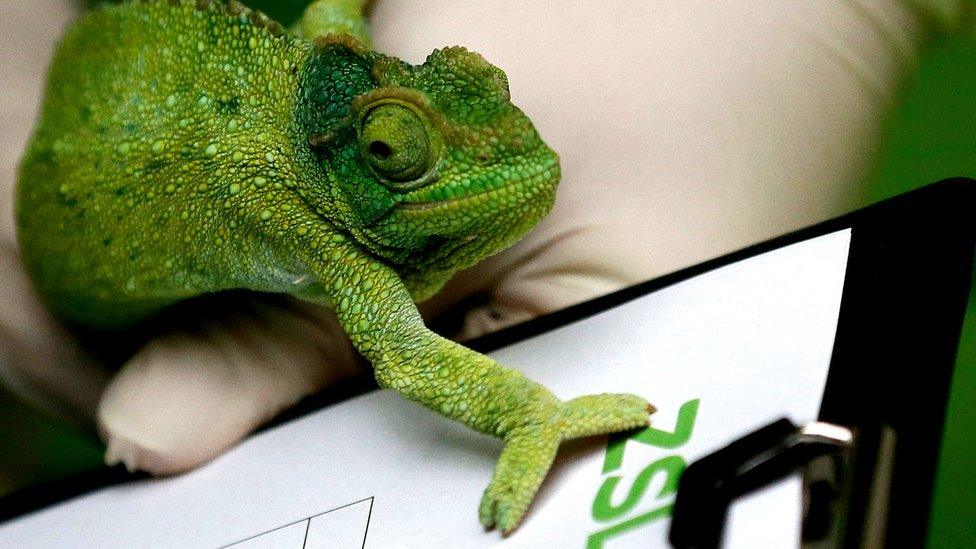 A Jackson"s chameleon reaches over a clipboard